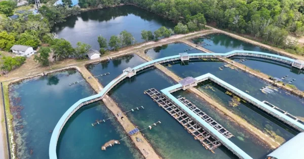 aerial-view-industrial-shrimp-farm-aquaculture-ponds-krabi-1024x576 aerial-view-industrial-shrimp-farm-aquaculture-ponds-krabi-1024x576